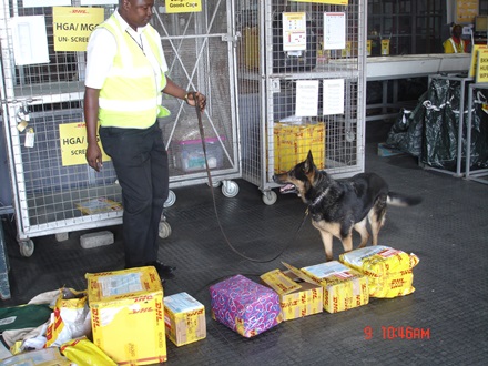 KRA sniffer dog at the DHL JKIA Warehouse