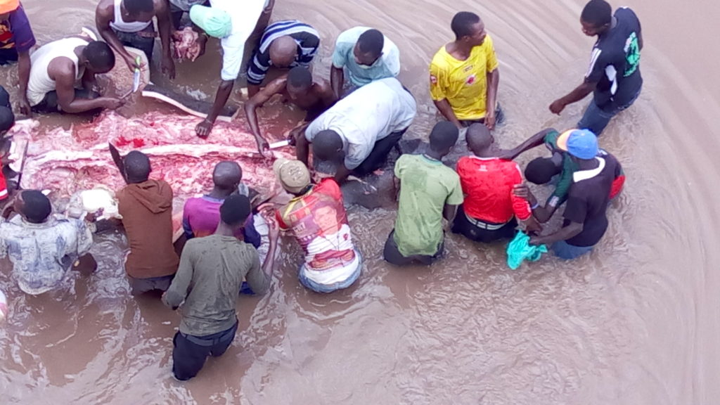 Residents eat live hippo 2